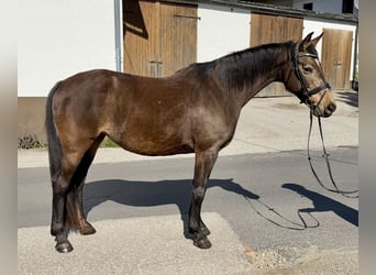 Slowakisches Warmblut, Stute, 8 Jahre, 158 cm
