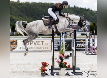 Slowakisches Warmblut, Stute, 8 Jahre, 167 cm, Schimmel