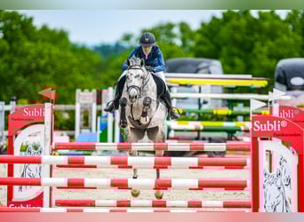 Slowakisches Warmblut, Stute, 8 Jahre, 168 cm, Schimmel