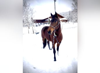 Slowakisches Warmblut, Stute, 9 Jahre, 150 cm, Brauner