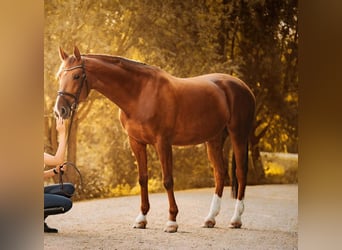 Slowakisches Warmblut, Stute, 9 Jahre, 169 cm, Dunkelfuchs