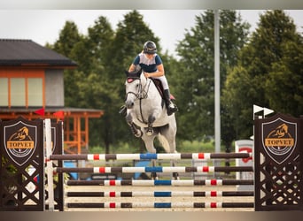 Slowakisches Warmblut, Stute, 9 Jahre, 172 cm, Schimmel