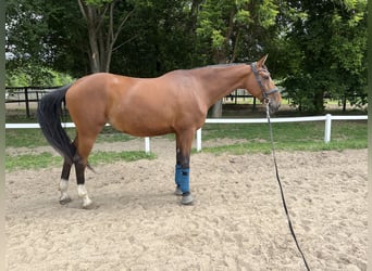Slowakisches Warmblut, Stute, 9 Jahre, 175 cm, Rotbrauner