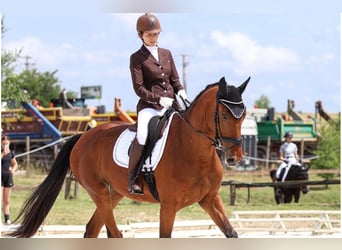 Slowakisches Warmblut, Stute, 9 Jahre, 175 cm, Rotbrauner