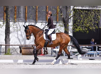 Slowakisches Warmblut, Stute, 9 Jahre, 175 cm, Rotbrauner