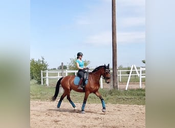 Slowakisches Warmblut, Stute, 9 Jahre, 175 cm, Rotbrauner
