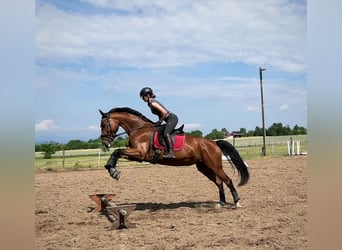 Slowakisches Warmblut, Stute, 9 Jahre, 175 cm, Rotbrauner