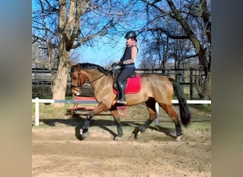 Slowakisches Warmblut, Stute, 9 Jahre, 175 cm, Rotbrauner