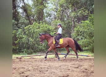 Slowakisches Warmblut, Stute, 9 Jahre, 175 cm, Rotbrauner
