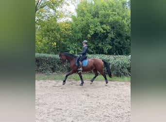 Slowakisches Warmblut, Stute, 9 Jahre, 175 cm, Rotbrauner