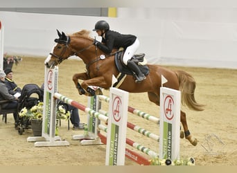 Slowakisches Warmblut, Stute, 9 Jahre