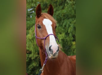 Slowakisches Warmblut, Stute, 9 Jahre