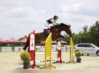 Slowakisches Warmblut, Wallach, 10 Jahre, 165 cm, Rotbrauner