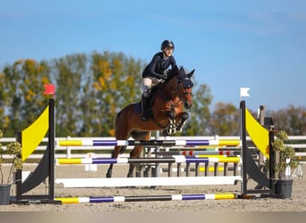 Slowakisches Warmblut, Wallach, 10 Jahre, 165 cm, Rotbrauner