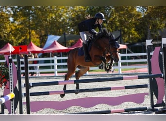 Slowakisches Warmblut, Wallach, 10 Jahre, 165 cm, Rotbrauner