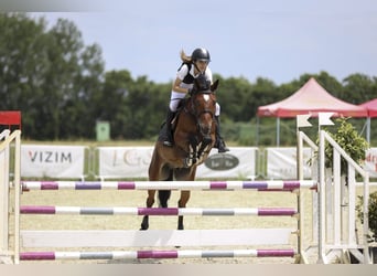 Slowakisches Warmblut, Wallach, 10 Jahre, 165 cm, Rotbrauner