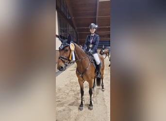 Slowakisches Warmblut, Wallach, 10 Jahre, 165 cm, Rotbrauner