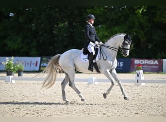 Slowakisches Warmblut, Wallach, 10 Jahre, 173 cm, White