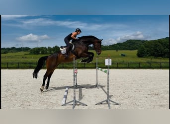 Slowakisches Warmblut, Wallach, 10 Jahre, 180 cm, Schwarzbrauner