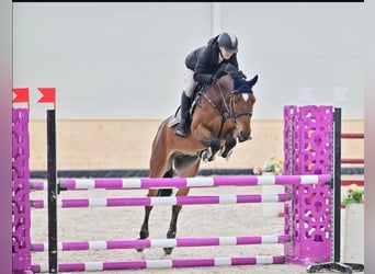 Slowakisches Warmblut, Wallach, 11 Jahre, Brauner