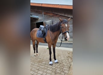 Slowakisches Warmblut, Wallach, 13 Jahre, 170 cm, Brauner