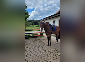 Slowakisches Warmblut, Wallach, 13 Jahre, 170 cm, Brauner
