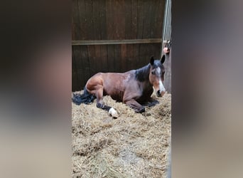 Slowakisches Warmblut, Wallach, 13 Jahre, 170 cm, Brauner
