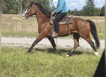 Slowakisches Warmblut, Wallach, 14 Jahre, 165 cm, Brauner