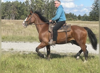 Slowakisches Warmblut, Wallach, 14 Jahre, 165 cm, Brauner