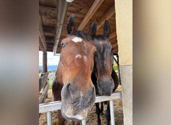 Slowakisches Warmblut, Wallach, 20 Jahre, Brauner