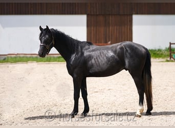 Slowakisches Warmblut, Wallach, 3 Jahre, 158 cm, Rappe