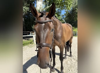 Slowakisches Warmblut, Wallach, 3 Jahre, 165 cm, Dunkelbrauner