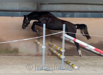 Slowakisches Warmblut, Wallach, 4 Jahre, 158 cm, Rappe