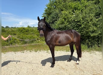 Slowakisches Warmblut, Wallach, 4 Jahre, 163 cm, Schwarzbrauner