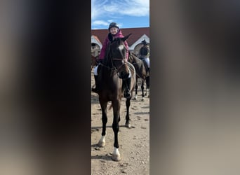 Slowakisches Warmblut, Wallach, 4 Jahre, 165 cm, Brauner