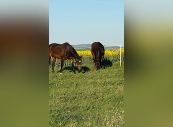 Slowakisches Warmblut, Wallach, 4 Jahre, 165 cm, Brauner