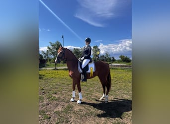 Slowakisches Warmblut, Wallach, 4 Jahre, 165 cm, Fuchs