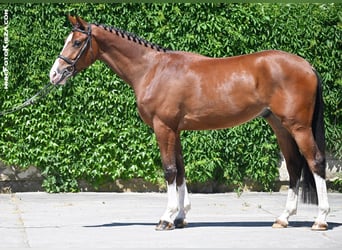 Slowakisches Warmblut, Wallach, 4 Jahre, 169 cm, Rotbrauner