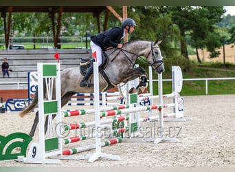 Slowakisches Warmblut, Wallach, 4 Jahre, 170 cm, Schimmel