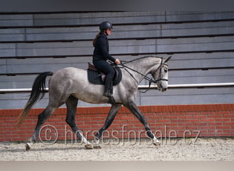 Slowakisches Warmblut, Wallach, 4 Jahre, 170 cm, Schimmel