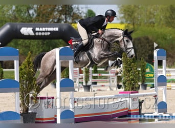 Slowakisches Warmblut, Wallach, 4 Jahre, 170 cm, Schimmel