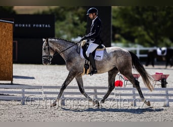 Slowakisches Warmblut, Wallach, 4 Jahre, 170 cm, Schimmel