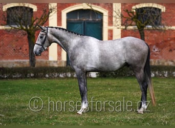 Slowakisches Warmblut, Wallach, 4 Jahre, 170 cm, Schimmel