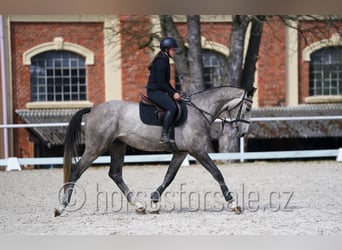 Slowakisches Warmblut, Wallach, 4 Jahre, 170 cm, Schimmel
