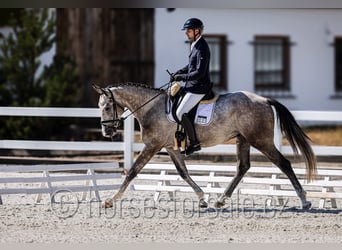 Slowakisches Warmblut, Wallach, 4 Jahre, 170 cm, Schimmel