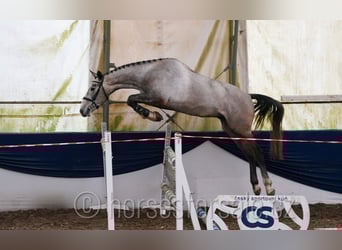 Slowakisches Warmblut, Wallach, 4 Jahre, 170 cm, Schimmel