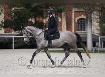 Slowakisches Warmblut, Wallach, 4 Jahre, 170 cm, Schimmel