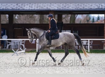 Slowakisches Warmblut, Wallach, 4 Jahre, 170 cm, Schimmel