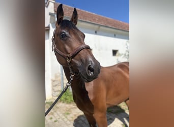 Slowakisches Warmblut, Wallach, 5 Jahre, 165 cm, Brauner