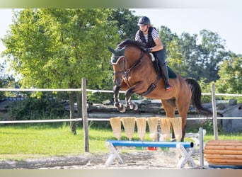 Slowakisches Warmblut, Wallach, 5 Jahre, 174 cm, Brauner